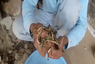 45 snake babies came out in vidisha