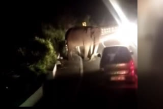 Wild elephant blocks oncoming car