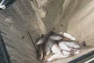 شوپیان میں زہریلے کیمیکل کی وجہ سے 4000 سے زائد مچھلیاں ہلاک
