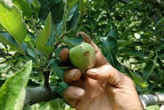 Hail Storm Damaged Apple Crop: پلوامہ میں ژالہ باری سے سیب کے باغات کو بھاری نقصان