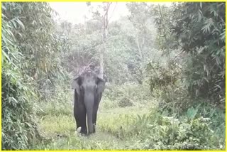 people-busy-treating-a-wild-elephant-amid-the-continuing-wild-elephant-menace