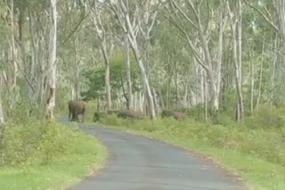 யானைகள் ஜாக்கிரதை