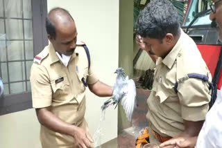 മൂന്നുദിവസമായി ഫ്ലാറ്റിൽ കുടുങ്ങിക്കിടന്ന പ്രാവിനെ അഗ്നിരക്ഷാസേന എത്തി രക്ഷിച്ചു  fire and rescue rescued dove from flat kottayam  kottayam dove trapped in flat for three days  മൂന്ന് ദിവസമായി ഫ്ലാറ്റില്‍ കുടുങ്ങിയ പ്രാവിനെ രക്ഷപ്പെടുത്തി അഗ്നിരക്ഷാസേന  കോട്ടയത്ത് ഫ്ലാറ്റില്‍ കുടുങ്ങിയ പ്രാവിനെ രക്ഷപ്പെടുത്തി