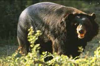 girl who went to graze cow in Uttarkashi injured in bear attack