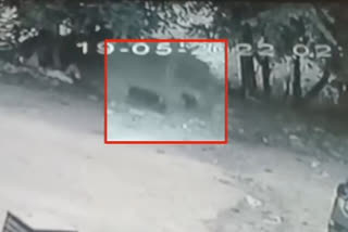 Nine year old brutally attacked by five stray dogs in Jaipur, video surfaced