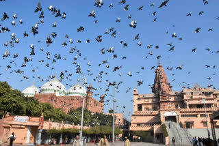 Katra Keshav Dev temple issue