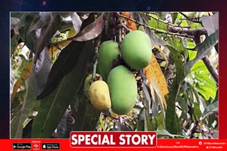 hapus mango in sindhudurg