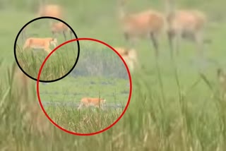 Video of a golden tiger roaming Kaziranga national park in Assam is viral