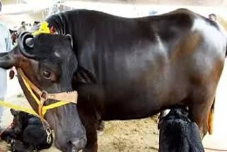 Haryana Murra buffalo available to farmers in MP