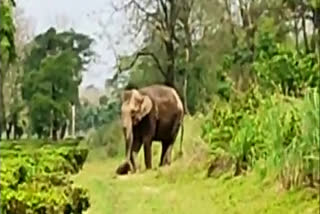 The mother elephant carried her baby elephant  dead body