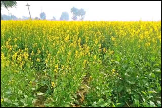 GREEN FODDER SCHEME IN PALWAL