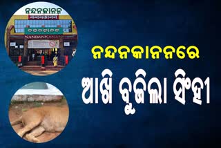 ନନ୍ଦନକାନନରେ ସିଂହୀର ମୃତ୍ୟୁ,ସିଂହ ସଂଖ୍ୟା 16 କୁ ହ୍ରାସ