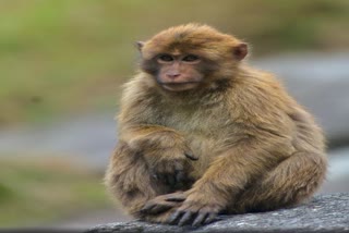 पश्चिम और मध्य अरुणाचल प्रदेश में बंदरों की नई प्रजाति 'सेला मैकाक' मिली