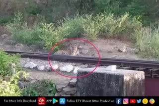 tiger sitting near railway track