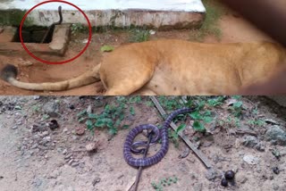 Nandankanan Zoological Park in Odisha  Lioness dies of snake bite in Nandankanan Zoological Park  എട്ടടി വീരന്‍റെ കടിയേറ്റ് സിംഹം ചത്തു  നന്ദൻകനൻ സുവോളജിക്കൽ പാർക്ക് സിംഹം ചത്തു  ഭുവനേശ്വർ പാമ്പുകടിയേറ്റ് പെണ്‍സിംഹം ചത്തു  Lion dies of snake bite in Nandankanan Odisha