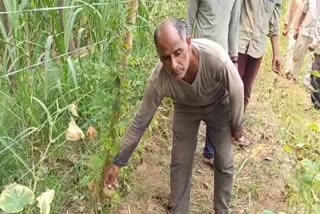 Farmer's crop ruined due to use of insecticide in Roorkee