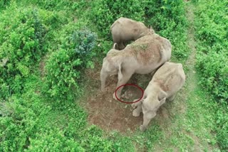 Elephant Calf Death