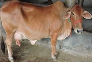 سرسا میں دھماکہ خیز مواد کھانے سے گائے کی موت، ایف آئی آر درج