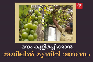 grape plants in Kasaragod district jail  attractive grape plants in chemmattam vayal district jail  ഫലമണിഞ്ഞ് കാസര്‍കോട് ജയില്‍ വളപ്പിലെ മുന്തിരിപ്പന്തല്‍  കാസര്‍കോട് ജയില്‍ വളപ്പിലെ മുന്തിരിപ്പന്തല്‍ തടവുകാരുടെ മനം മാറ്റത്തിനെന്ന് അധികൃതര്‍  കാസർകോട് ഇന്നത്തെ വാര്‍ത്ത  Kasargod todays news