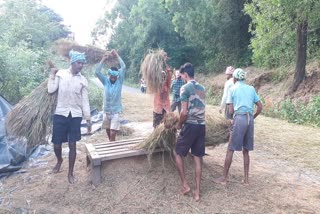 Paddy crop loss due to heavy rain in Uttara kannada