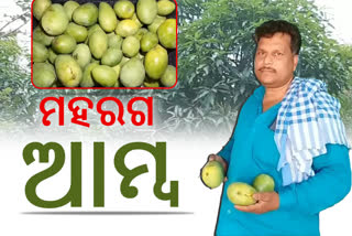 mango production down due to hot weather in balangir