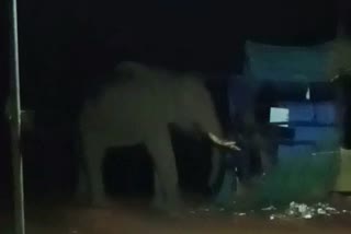 wild elephant ate Sugarcane at Subramanya