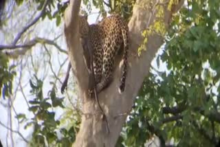 leopard hunted monkey in panna tiger reserve