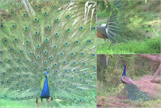 peacock dance