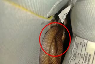 snake-find-inside-the-shoe-in-tumkuru