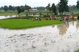 Potential of natural farming in Shahdol