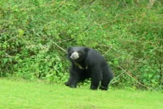 Bear Rescue Operation