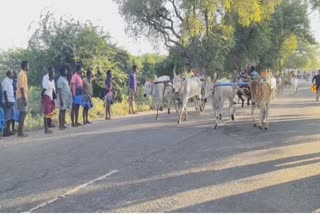 தூத்துக்குடியில் மாட்டு வண்டி எல்கை பந்தயம்