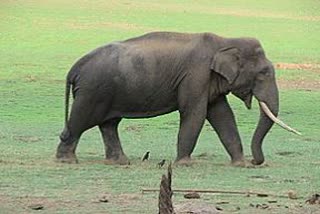 haridwar elephant attack news