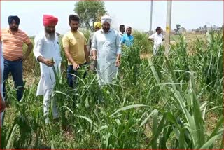 Heavy rains and hailstorms shattered farmers dreams of alternative farming