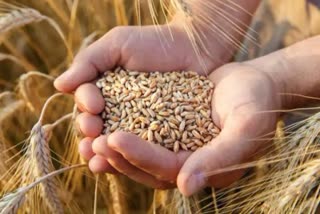 Wheat purchase in MP 44 and a half lakh metric tons