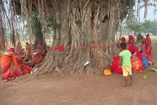 Vat Savitri Puja in Giridih