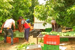 Mangoes Trading