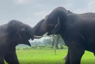 Elephant Fight viral video