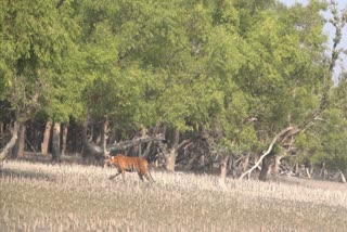 Tiger Attack in Sundarbans news