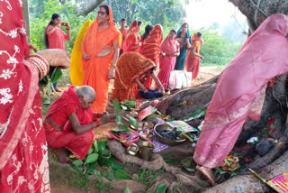 Vat Savitri Puja in Dumka