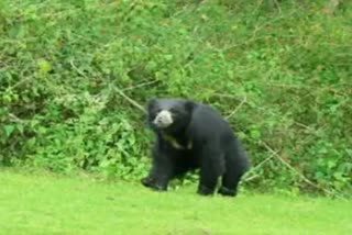 Bear Attack On Man