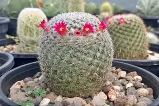 cactus planting disadvantages