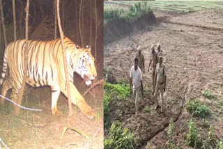 Tiger roaming in ratipada zone