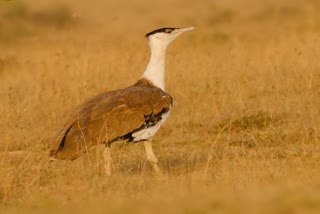 great indian bustard