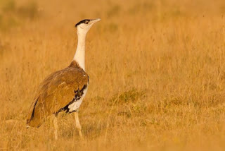 Centre asks States to install bird flight diverter to protect the Great Indian Bustard