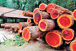 DRI seizes red sanders worth Rs 11.70 crore in Sabarmati