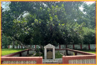 Historic jackfruit tree