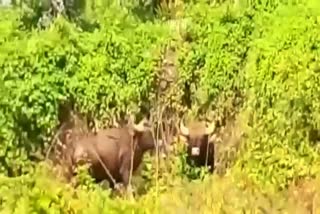 Bison spotted in Mangaluru