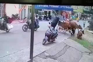 Rickshawwala got crushed in a fight between two bulls