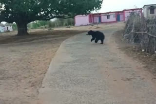 Bear Entered in Residential Area